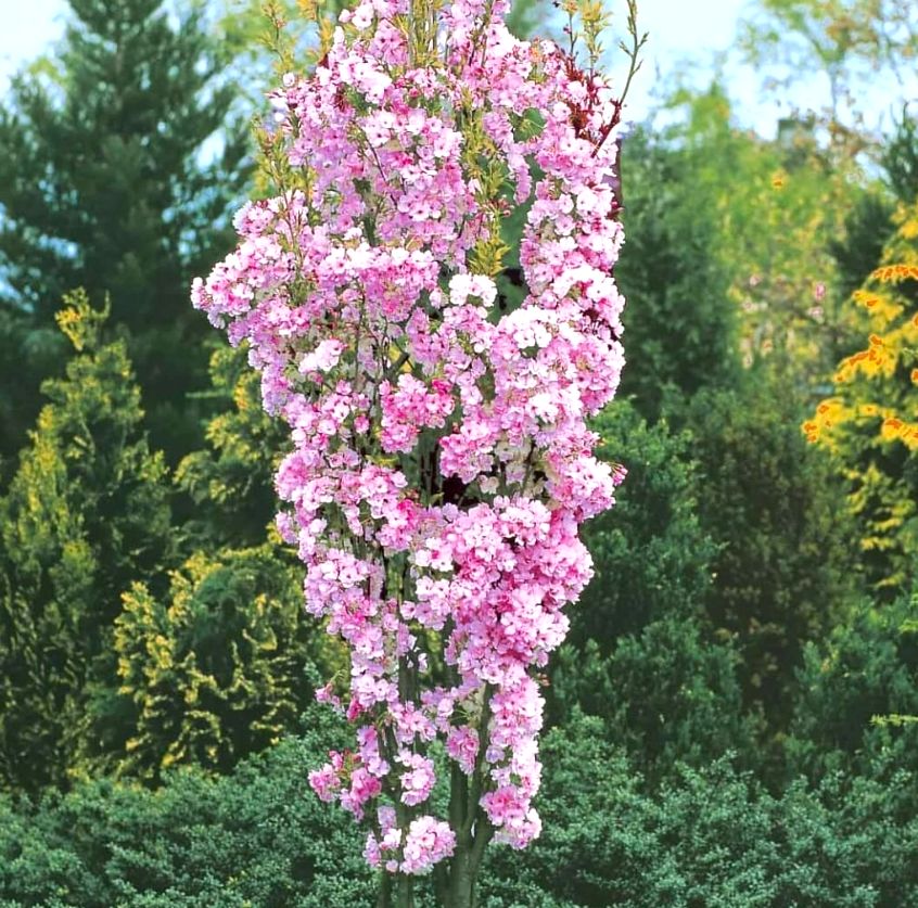 Wiśnia japońska AMANOGAWA kolumnowa 140-160CM