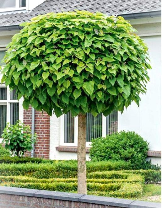 Katalpa kulista NANA