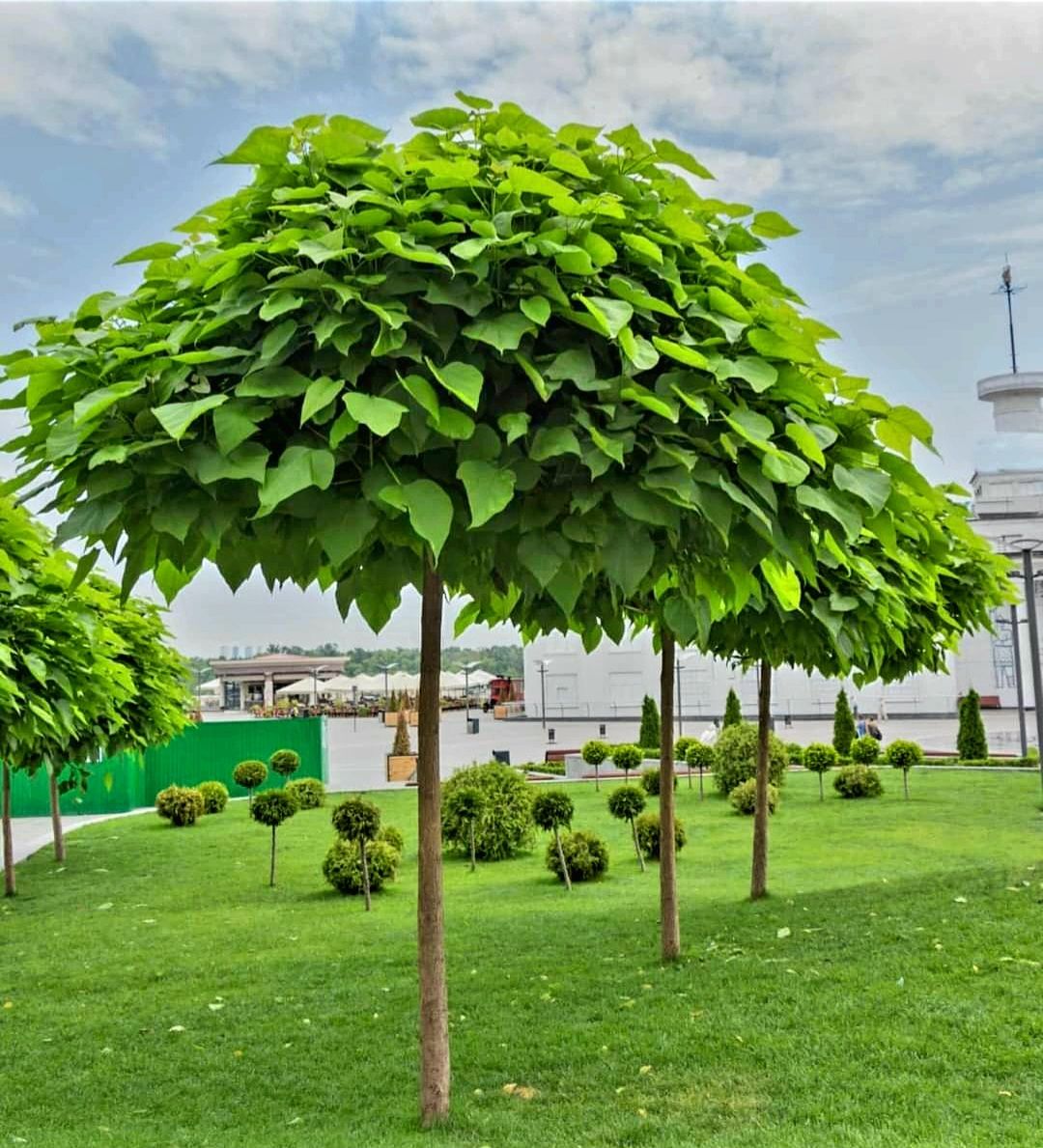 katalpa kulista NANA szczepiona na pniu – drzewko ozdobne w doniczce