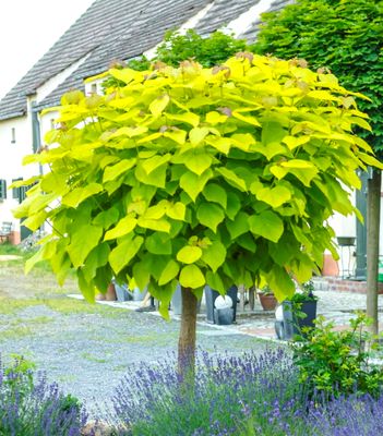 Katalpa AUREA