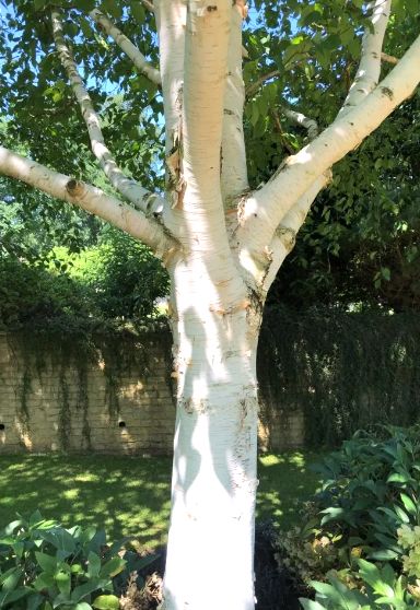 Brzoza pożyteczna DORENBOS