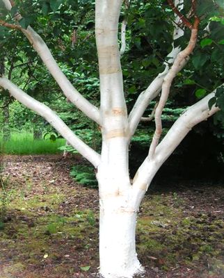 Brzoza pożyteczna 'DOORENBOS'