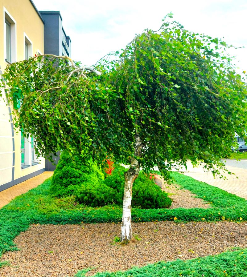 BRZOZA PŁACZĄCA BETULA PENDULA 'YOUNGII' sadzonka w donicy