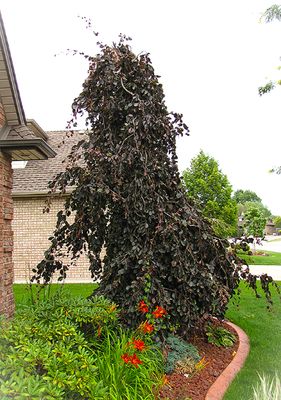 Buk pospolity 'PURPLE FOUNTAIN' w donicy SZCZEPIONY