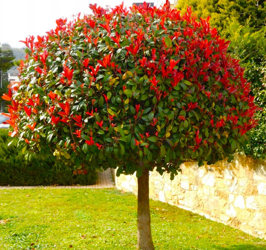 GŁOGOWNIK 'RED ROBIN' forma pienna