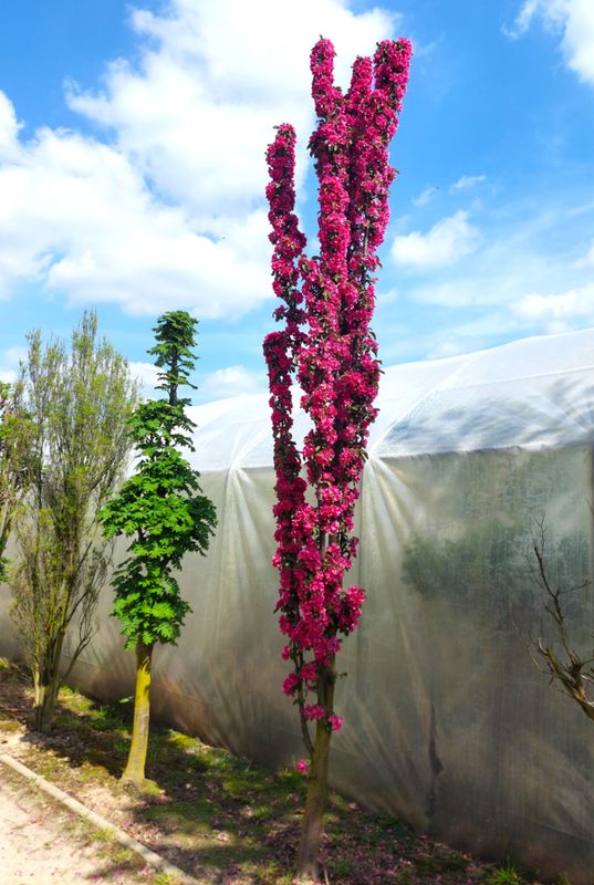 Jabłoń kolumnowa APOLLO