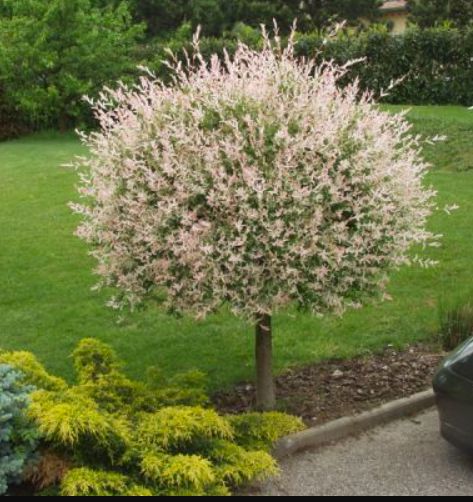 Wierzba HAKURO NISHIKI na PNIU sadzonka