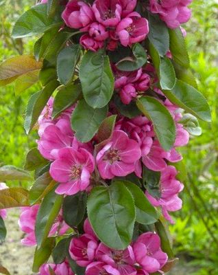 Jabłoń kolumnowa 'APOLLO'