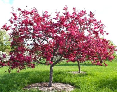 Jabłoń rajska 'OLA'