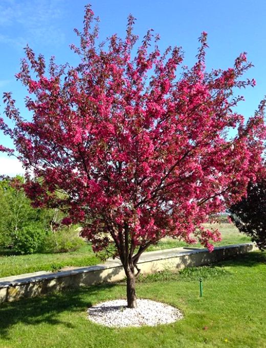 Jabłoń rajska ROYALTY