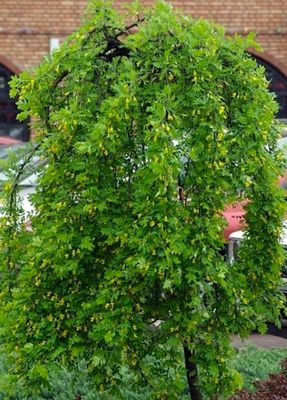 Karagana syberyjska 'PENDULA'