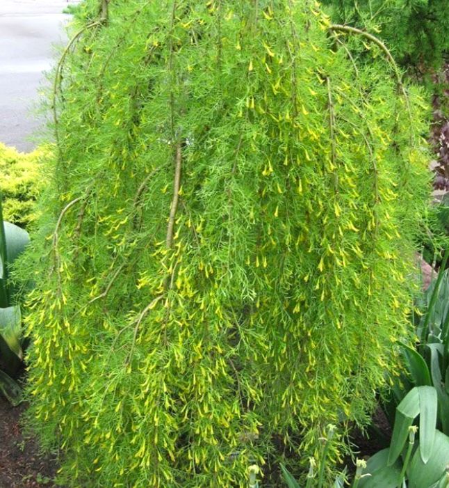 Karagana syberyjska 'WALKER' w doniczce