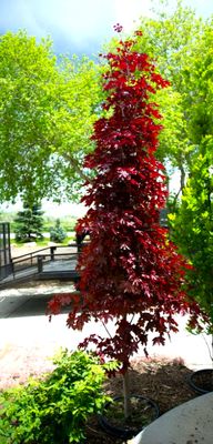 Klon kolumnowy 'CRIMSON SENTRY' w donicy