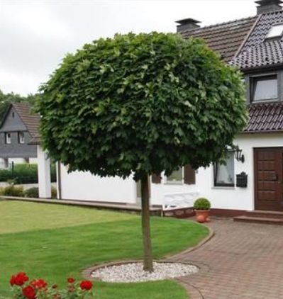 Klon pospolity 'GLOBOSUM' szczepiony na pniu