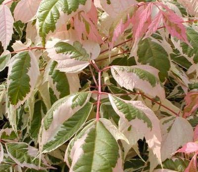 Klon jesionolistny 'FLAMINGO' szczepiony NA PNIU