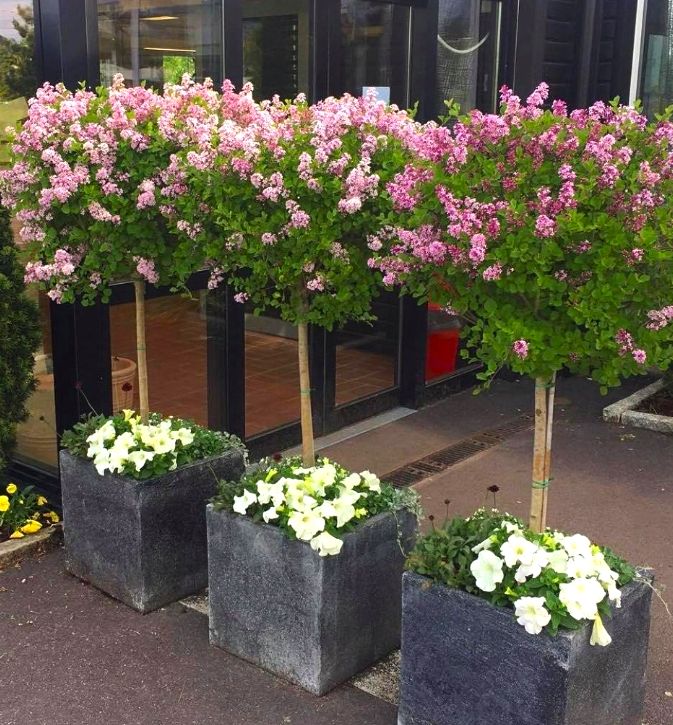 LILAK MEYERA PALIBIN NA PNIU W DONICY