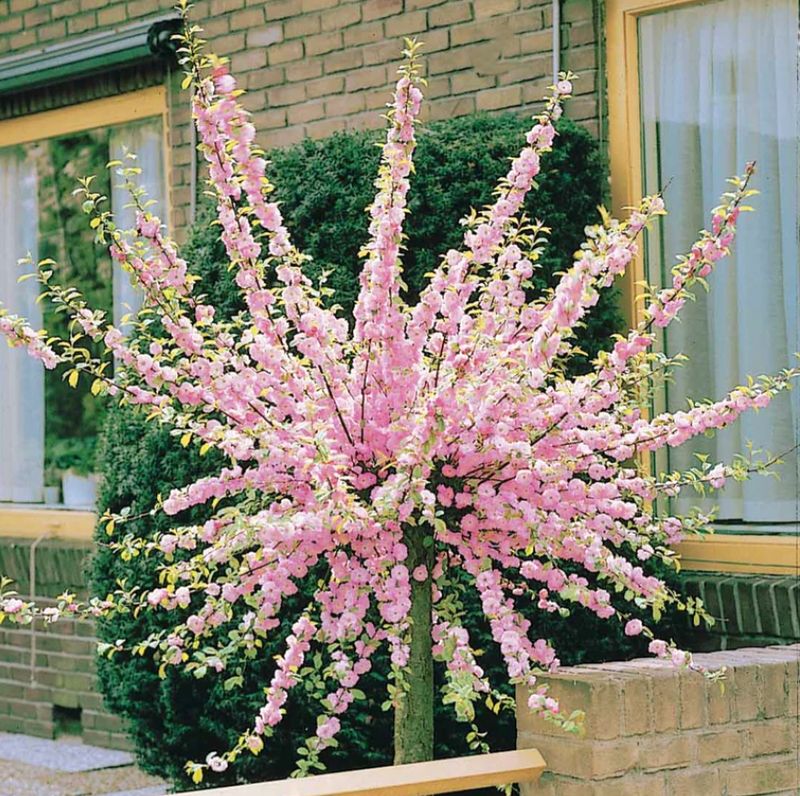 Migdałek TÓJKLAPOWY