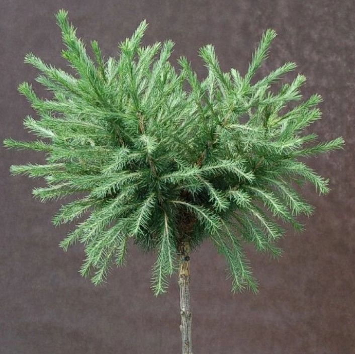 MODRZEW EUROPEJSKI 'KÓRNIK'