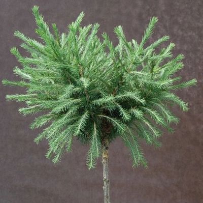 MODRZEW EUROPEJSKI 'KÓRNIK'