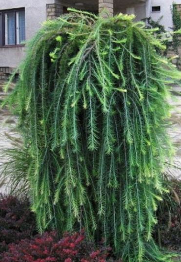 Modrzew STIFF WEEPER