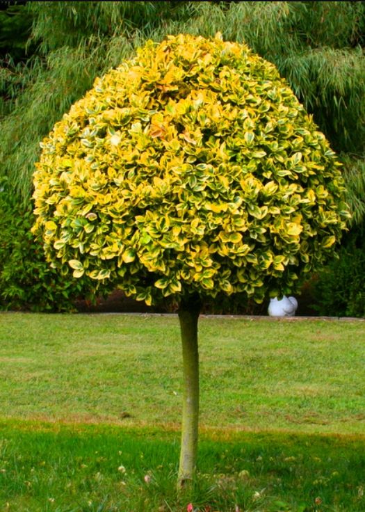 Trzmielina EMERALD GOLD