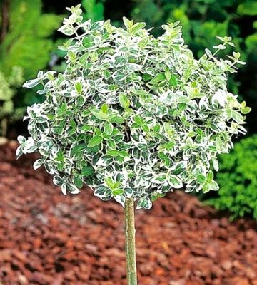 Trzmielina 'EMERALD GAIETY'