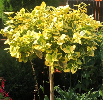 Trzmielina 'EMERALD GOLD'