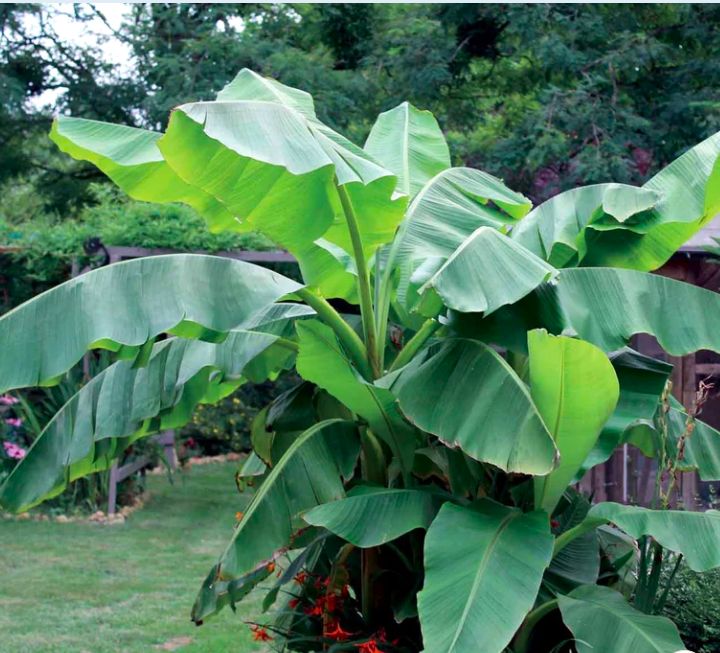 Bananowiec MUSA BASJOO