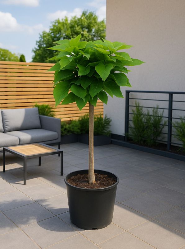 Katalpa miniaturowa NANA