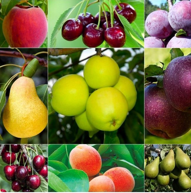OGRÓD SMAKOSZA zestaw 10szt drzewek owocowych NAJLEPSZE ODMIANY HIT