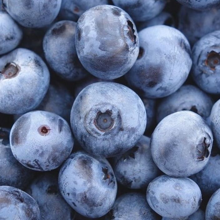 Borówka amerykańska CHANDLER sadzonka w doniczce