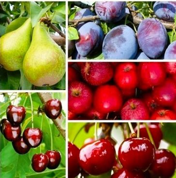 ZESTAW DRZEWEK OWOCOWYCH 5szt JABŁOŃ ŚLIWA CZEREŚNIA NAJLEPSZE HIT + gratis