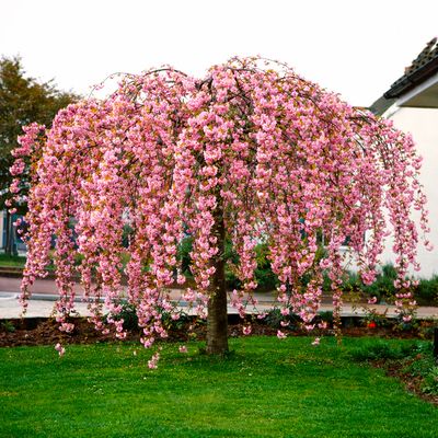 Wiśnia japońska KIKU SHIDARE sadzonka w DONICZCE