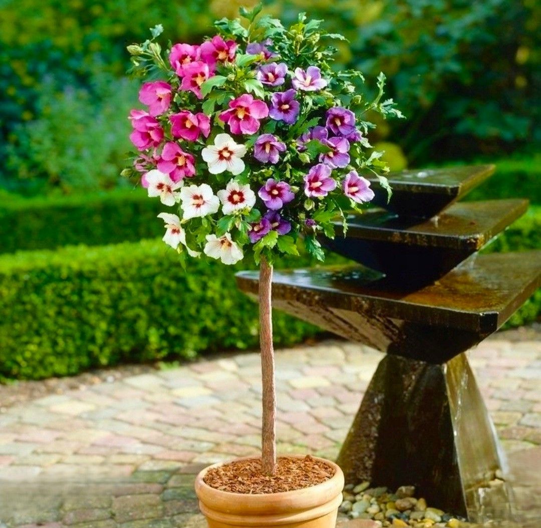 HIBISKUS 'TRICOLOR' szczepiony na pniu