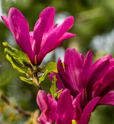 MAGNOLIA 'SUSAN' sadzonka w doniczce