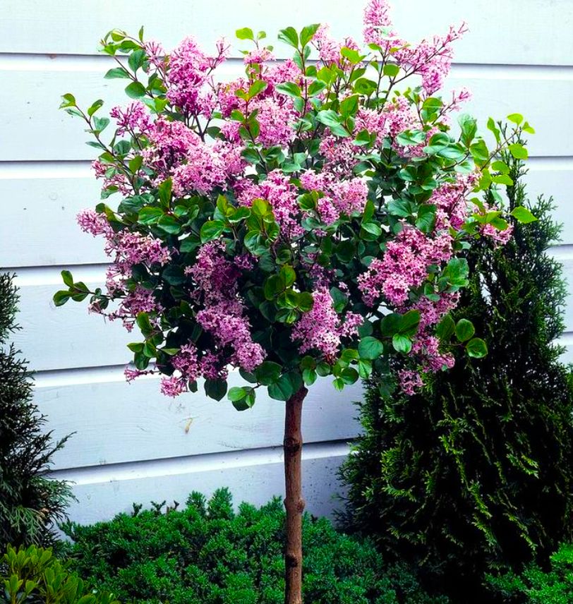 LILAK 'MEYERA PALIBIN' szczepiony na pniu W DONICZCE