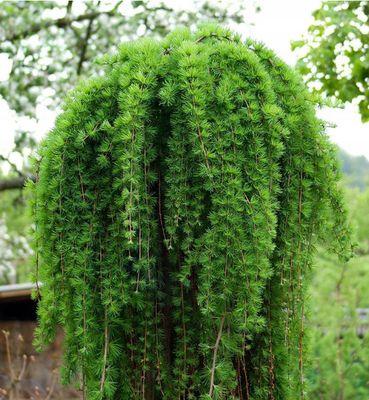 Modrzew JAPOŃSKI 'STIFF WEEPER' NA PNIU