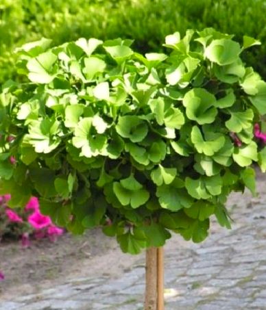 MIŁORZĄB JAPOŃSKI 'MARIKEN' sadzonka w doniczce