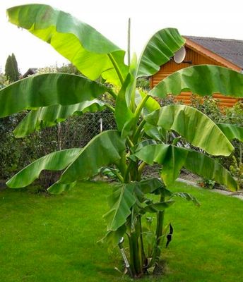 Bananowiec mrozoodporny Musa Basjoo – sadzonka do ogrodu