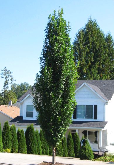 DĄB 'GREEN PILLAR' kolumnowy