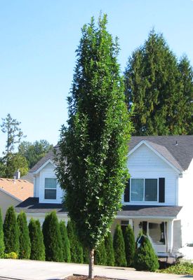 DĄB 'GREEN PILLAR' kolumnowy