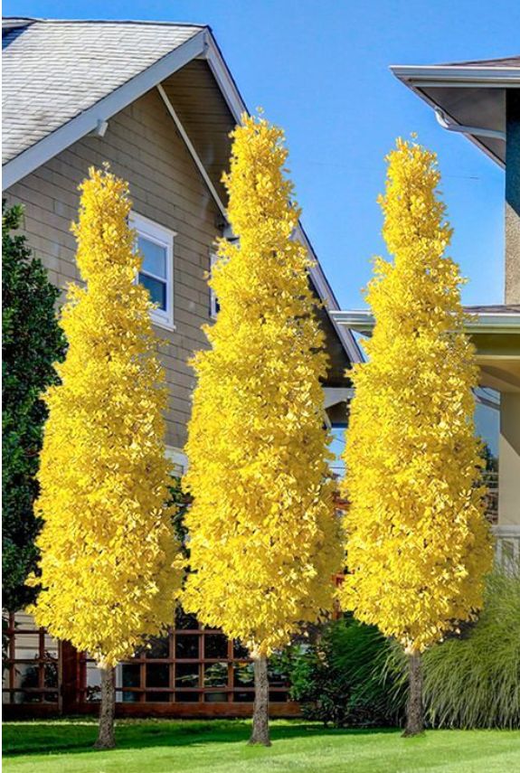 MIŁORZĄB DWUKLAPOWY 'FASTIGIATA'