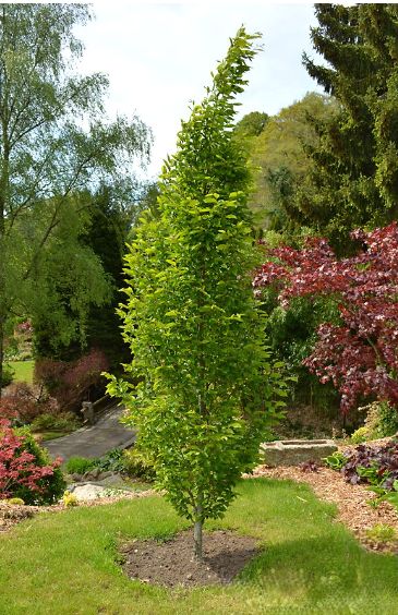 GRAB 'FASTIGIATA' kolumnowy