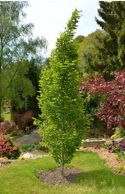 GRAB 'FASTIGIATA' kolumnowy