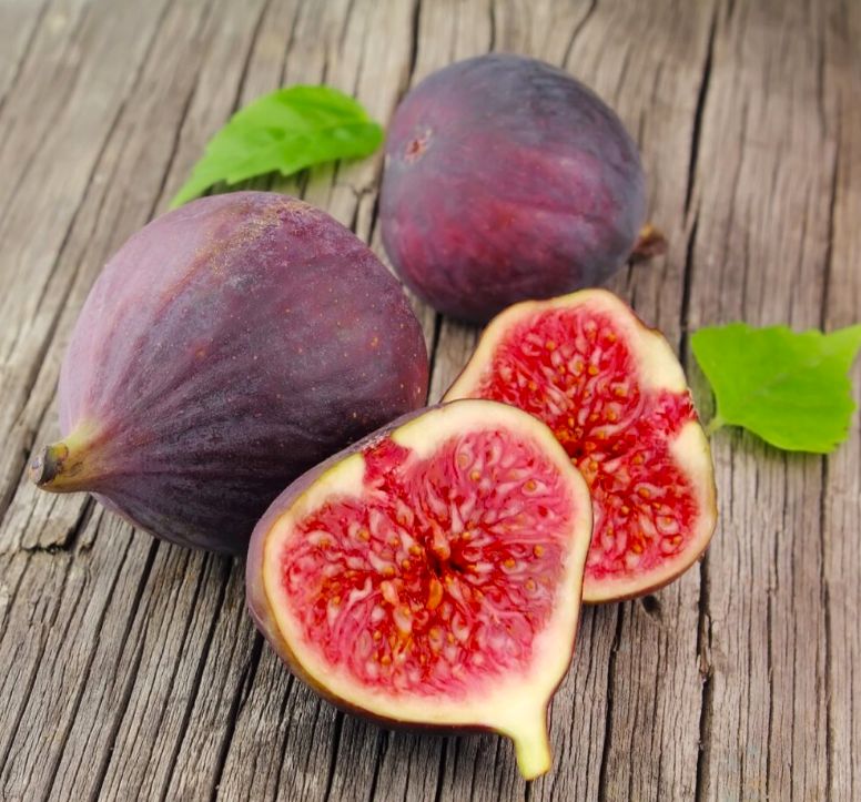 FIGA figowiec 'BROWN TURKEY sadzonka w doniczce