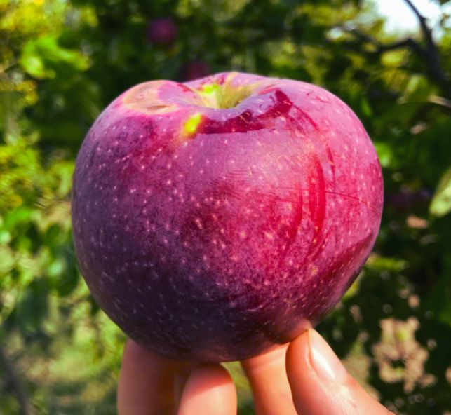 JABŁOŃ 'MALINÓWKA' stara polska odmiana