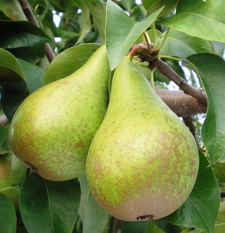 Grusza 'KONFERENCJA' słodka i soczysta