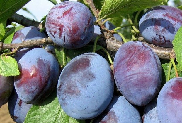 Śliwa 'CACANSKA LEPOTICA' samopylna odmiana