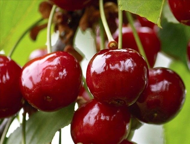 Wiśnia 'ŁUTÓWKA' stara deserowa odmiana