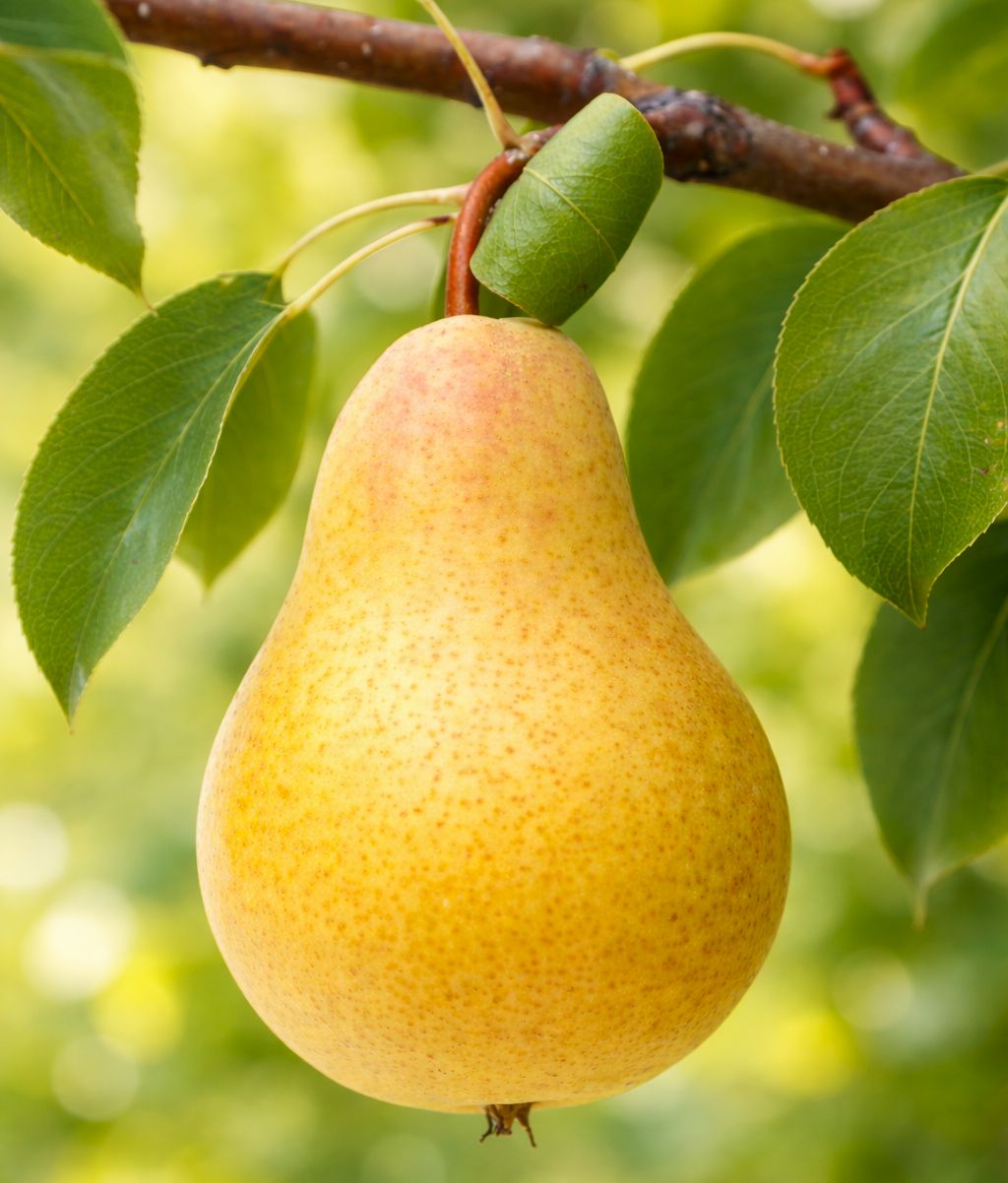 GRUSZA 'UKRAIŃSKA' ogromne owoce